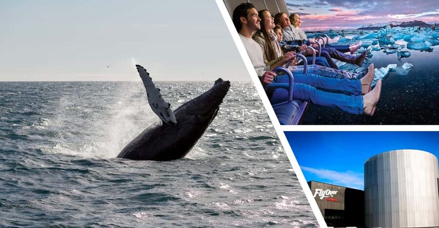 Reykjavík: Whale Watching Cruise and FlyOver Combo Ticket - The timing problem you should prevent