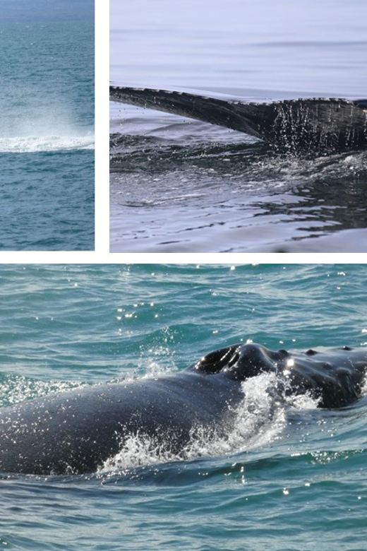 Reykjavík: Whale Watching Cruise and FlyOver Combo Ticket - Should you book it?