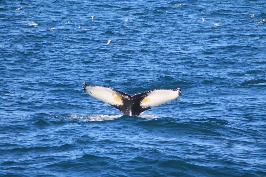 Reykjavík: Whale Watching Cruise and FlyOver Combo Ticket - Preparing for the whale cruise