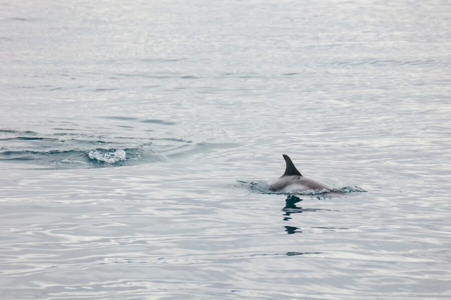 Reykjavík: Whale Watching Cruise on the Amelia Rose Yacht - Should you book the Amelia Rose?