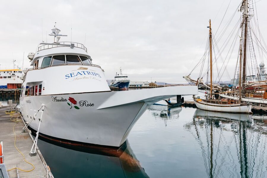 Reykjavík: Whale Watching Cruise on the Amelia Rose Yacht - Guides who make the waiting worthwhile