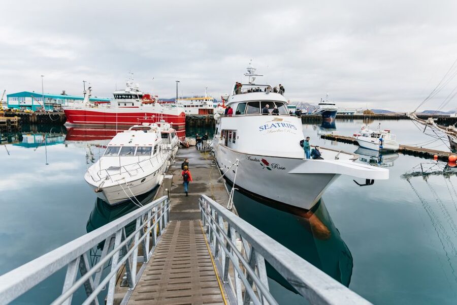 Reykjavík: Whale Watching Cruise on the Amelia Rose Yacht - Who will enjoy this cruise most