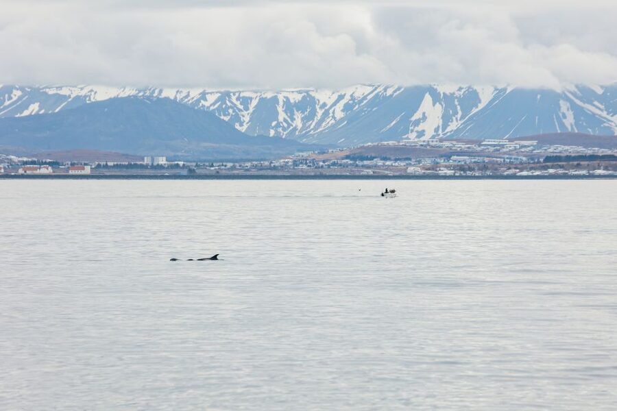Reykjavík: Whale Watching Cruise on the Amelia Rose Yacht - Practical booking advice for Reykjavík