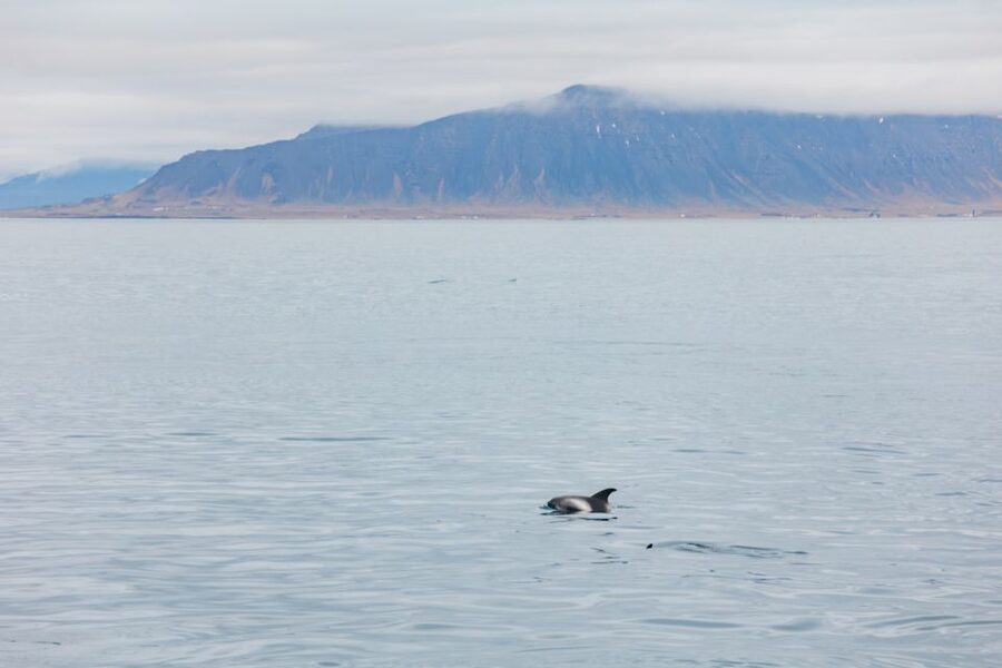 Reykjavík: Whale Watching Cruise on the Amelia Rose Yacht - The search for minke and humpback whales