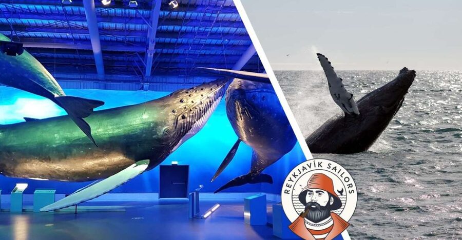 Reykjavik: Whale Watching Excursion & Whale Exhibition - Key points to know before booking