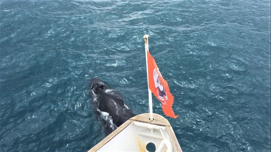 Reykjavik: Whale Watching Excursion & Whale Exhibition - Booking and cancellation details