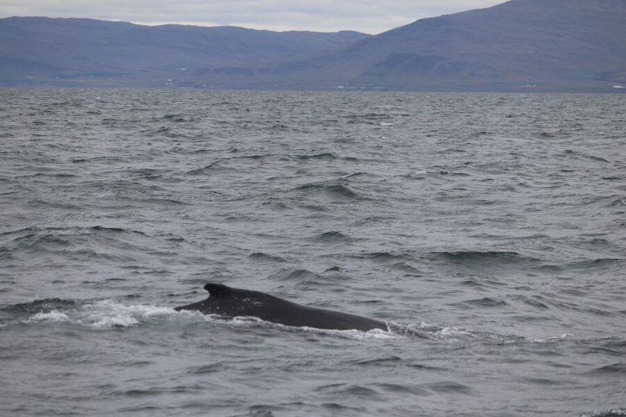 Reykjavik: Whale Watching Excursion & Whale Exhibition - Sailing out from Geirsgata 11