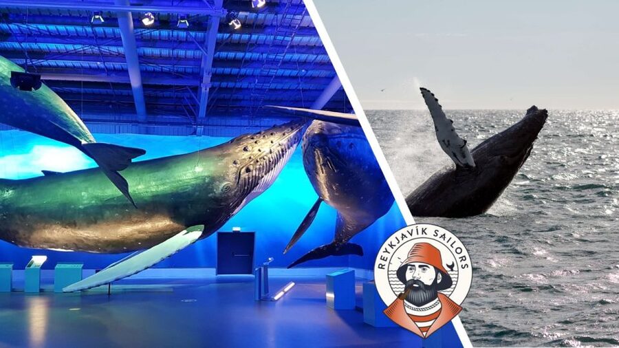 Reykjavik: Whale Watching Excursion & Whale Exhibition - How to make the boat ride more comfortable