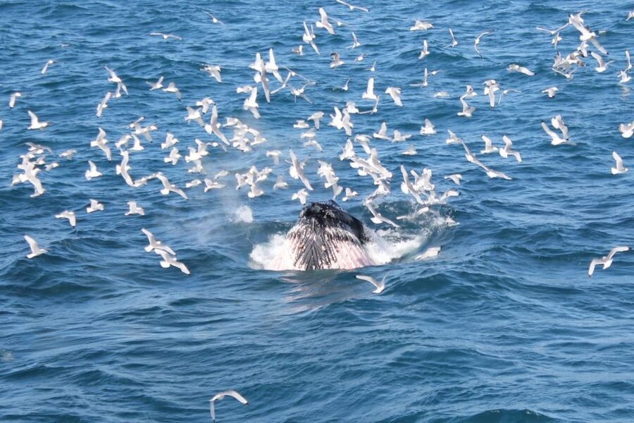 Reykjavik: Whale Watching Excursion & Whale Exhibition - What happens if no whales appear