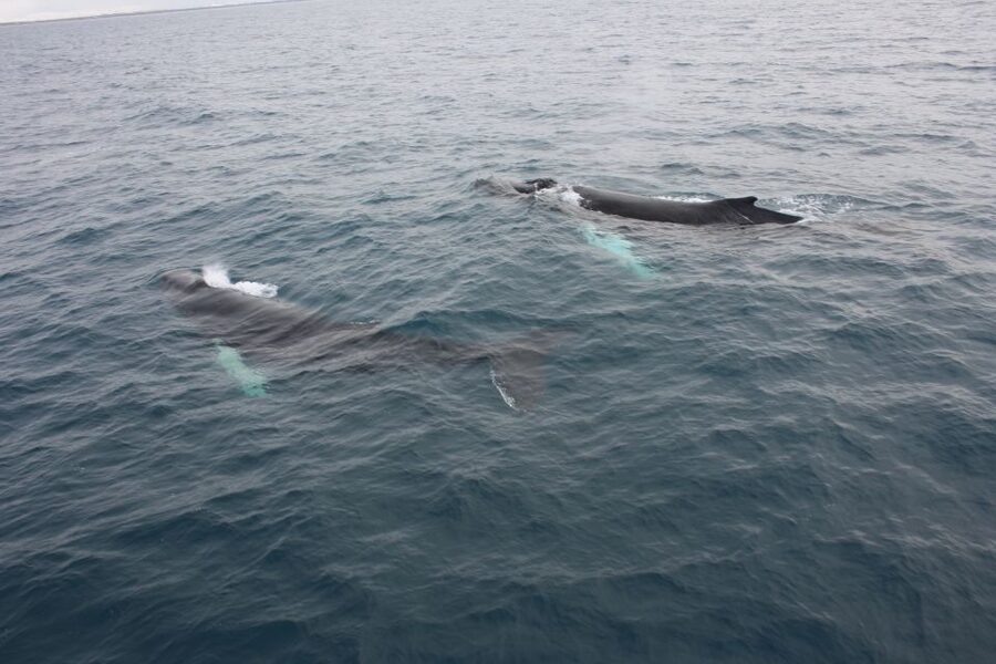 Reykjavik: Whale Watching Excursion & Whale Exhibition - Inside the Whales of Iceland exhibition