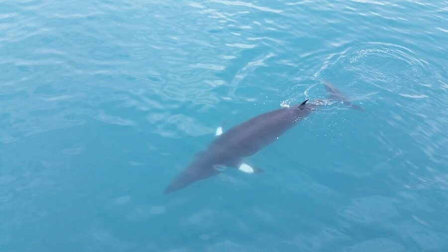 Reykjavik: Whale Watching Excursion & Whale Exhibition - How the two parts work together