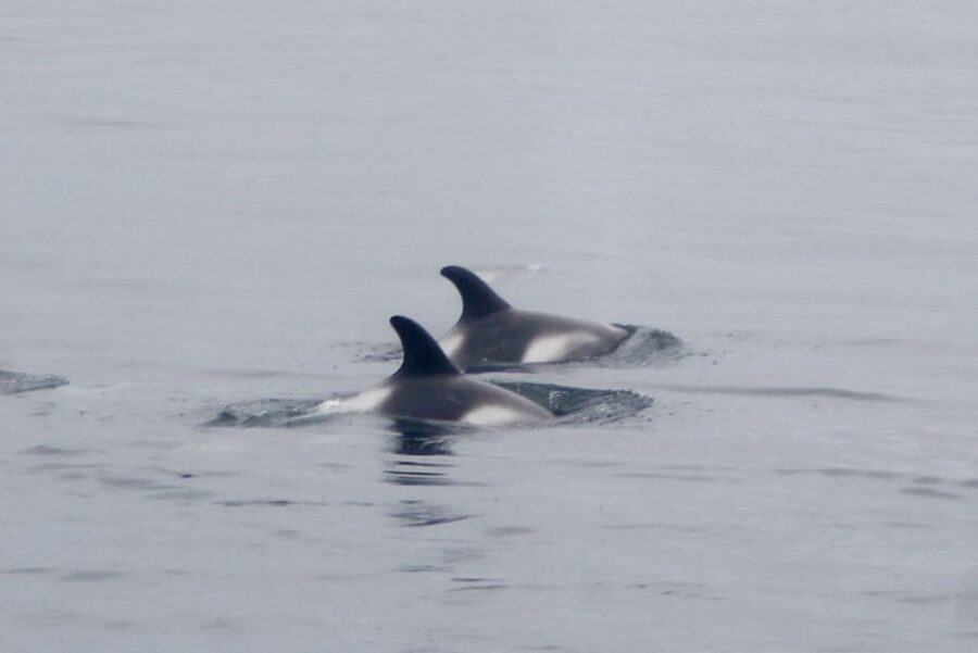 Reykjavik: Whale Watching Excursion & Whale Exhibition - Is $160 a fair price?
