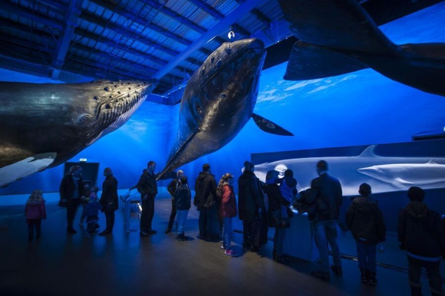 Reykjavik: Whale Watching Excursion & Whale Exhibition - Who will enjoy this experience most?
