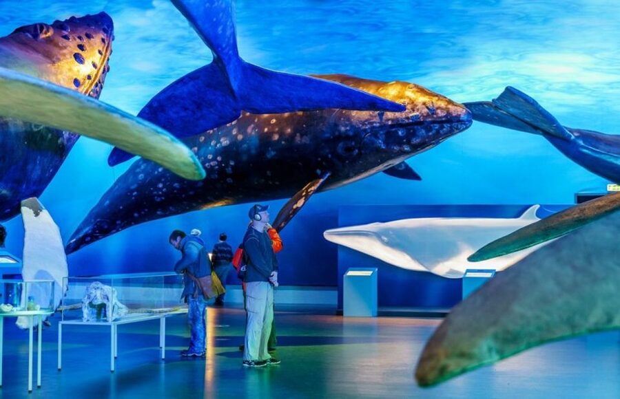 Reykjavik: Whale Watching Excursion & Whale Exhibition - Searching Faxaflói Bay for whales