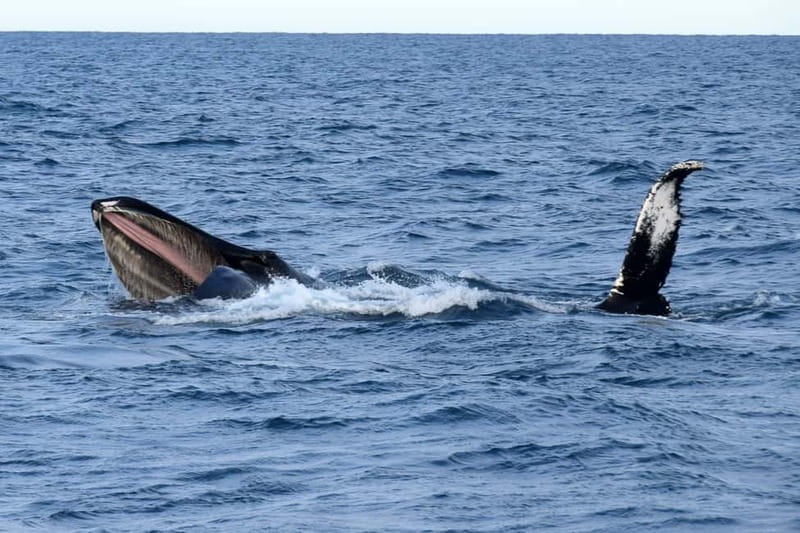 Reykjavik: Whale Watching Express - Key points to know before you go
