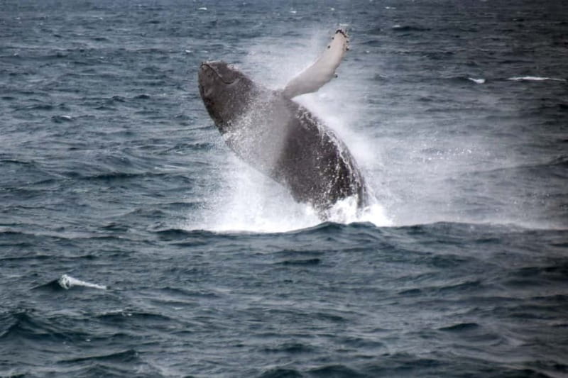 Reykjavik: Whale Watching Express - Leaving Reykjavik’s Old Harbor at speed