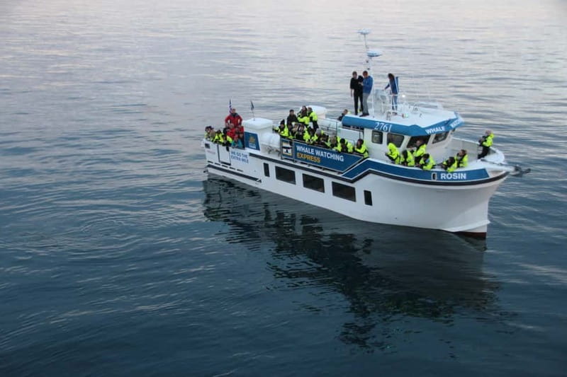 Reykjavik: Whale Watching Express - The wildlife you may actually see
