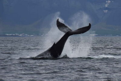 Whale Watching Express