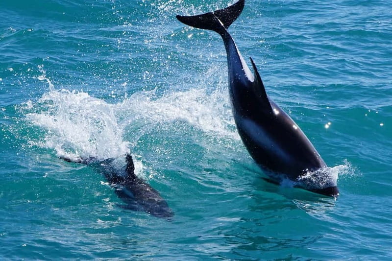 Reykjavik: Whale Watching Express - Why the two-hour format works