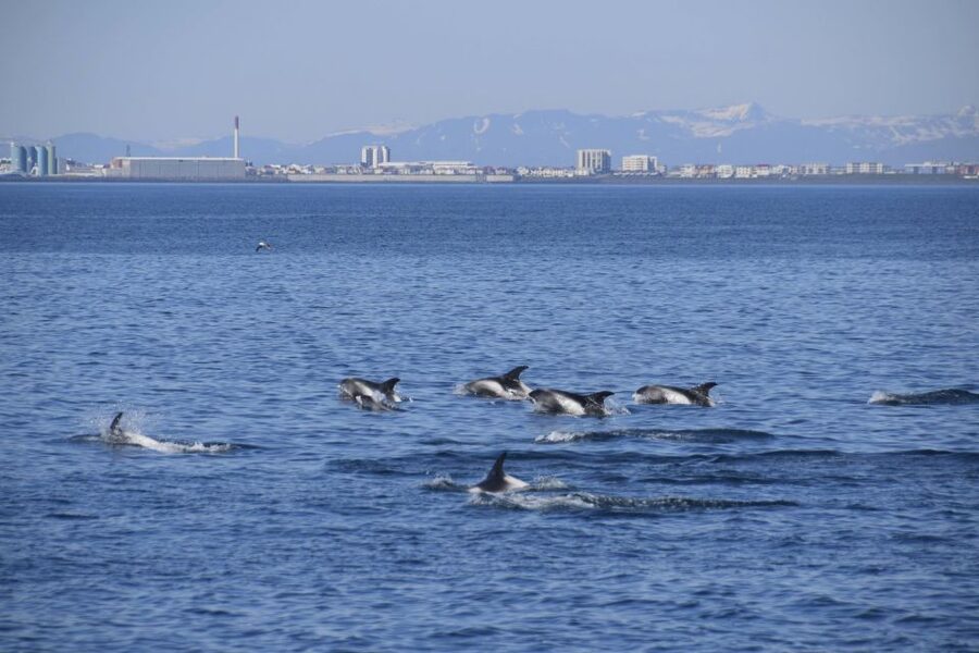 Reykjavik: Whale Watching Express - Warm clothing is not optional