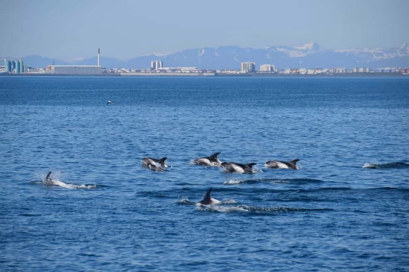 Reykjavik: Whale Watching Express - Who should choose this tour?