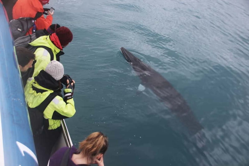 Reykjavik: Whale Watching Express - Should you book the Reykjavik Whale Watching Express?