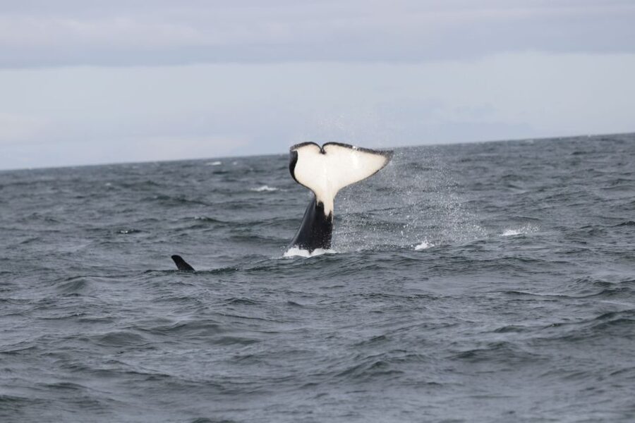 Reykjavik: Whale Watching in Faxaflói Bay & Live Lava Show - Why this pairing works in Reykjavik
