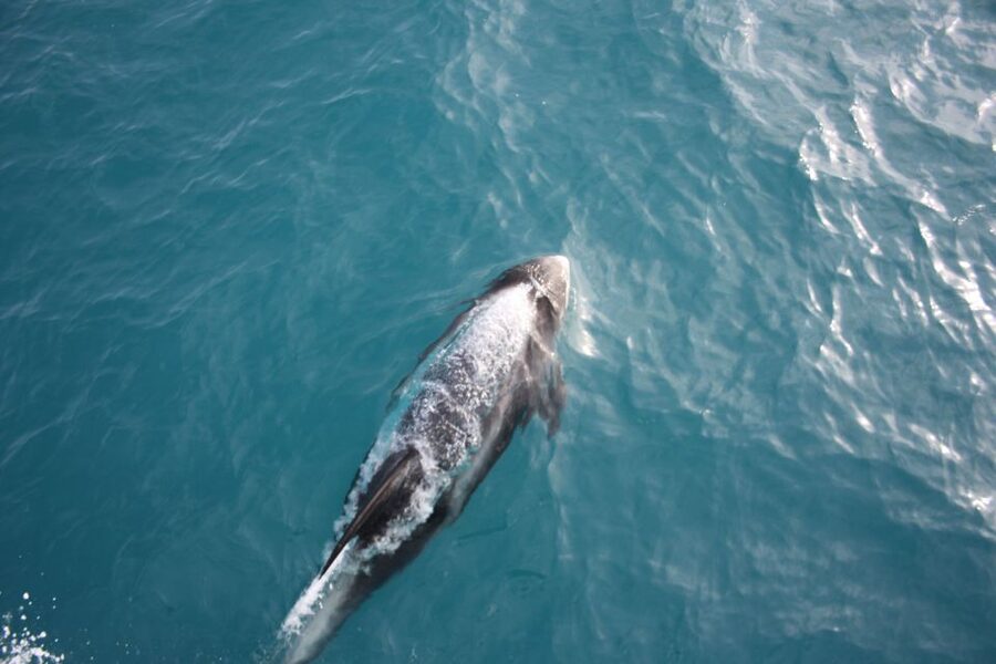 Reykjavik: Whale Watching in Faxaflói Bay & Live Lava Show - Starting at Geirsgata 11 for the boat