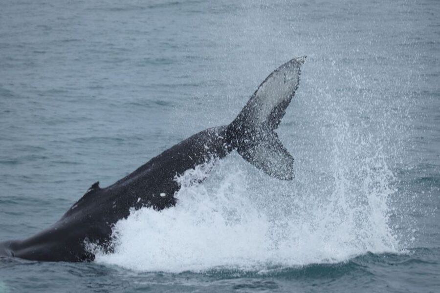 Reykjavik: Whale Watching in Faxaflói Bay & Live Lava Show - What the whale sightings are really worth