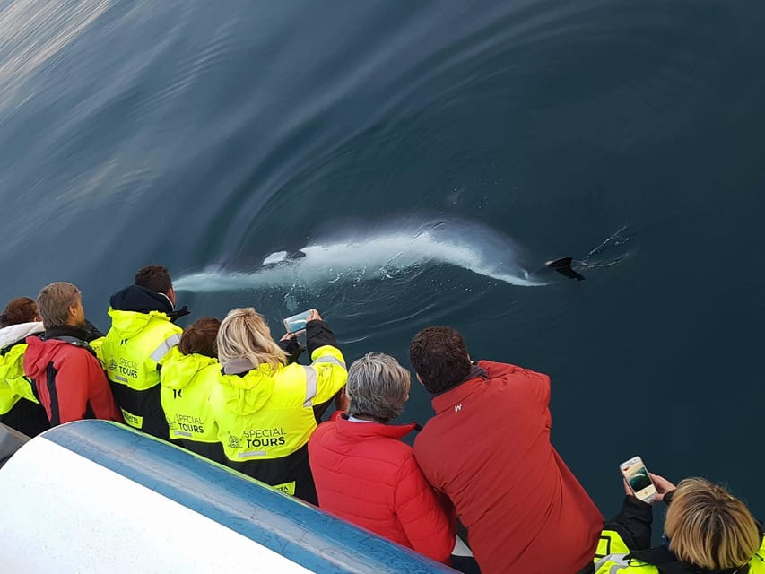 Reykjavik: Whale Watching & Lava Show - From molten rock to Faxaflói Bay