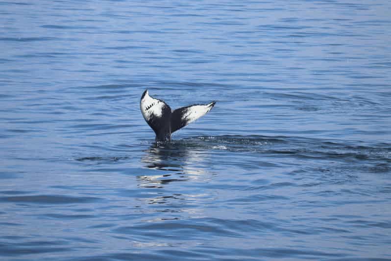 Reykjavik: Whale Watching Morning Expedition - Key points to know before you book