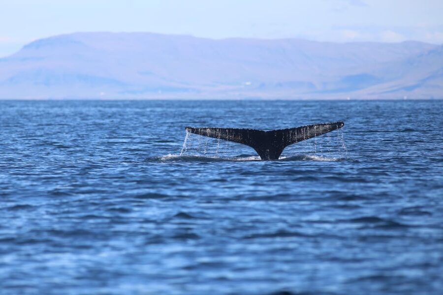 Reykjavik: Whale Watching Morning Expedition - Should you book the Reykjavik whale-watching morning expedition?