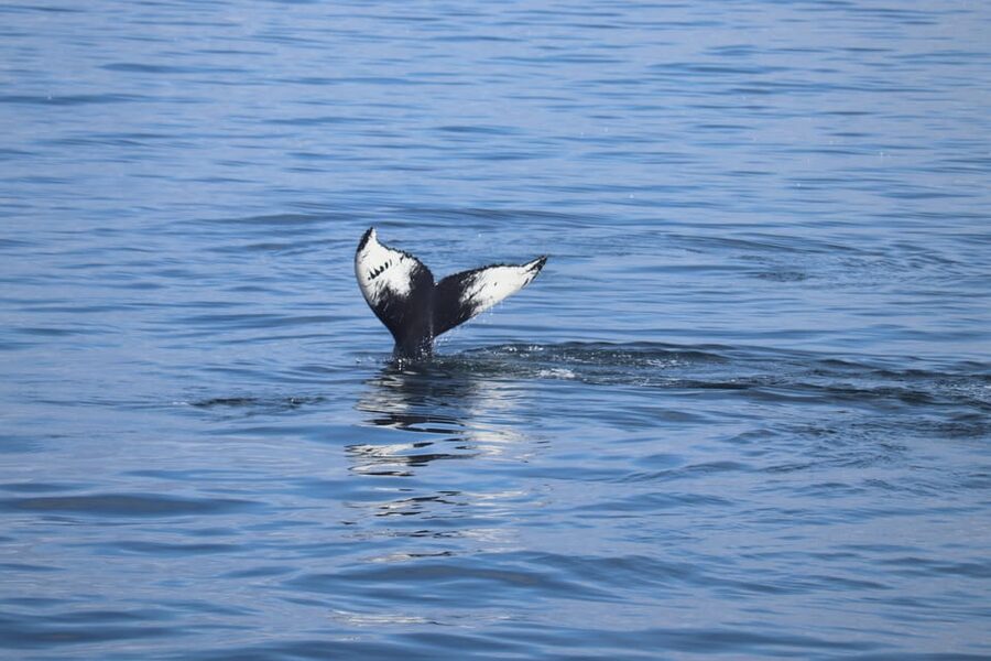 Reykjavik: Whale Watching Morning Expedition - The views are part of the reward
