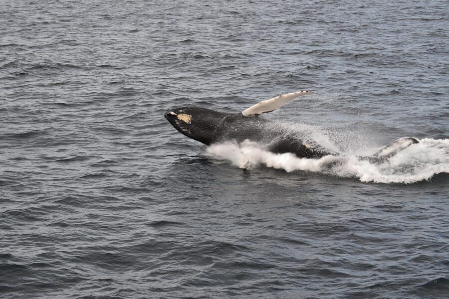 Reykjavik: Whale Watching Morning Expedition - Warm overalls and a heated cabin