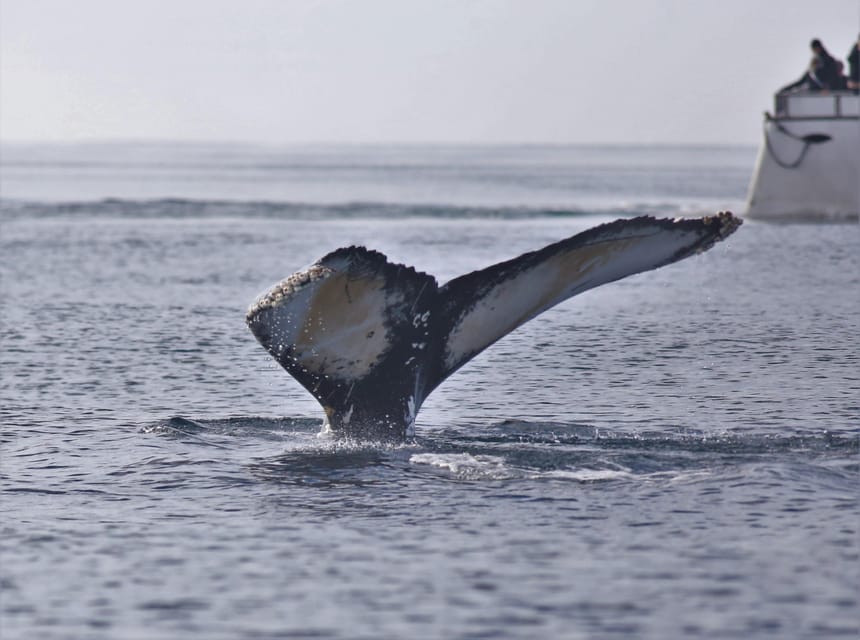 Reykjavik: Whale Watching Morning Expedition - How the no-sighting policy affects the value
