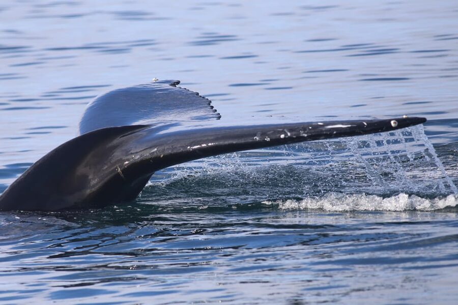 Reykjavik: Whale Watching Morning Expedition - Is $103 a fair price?