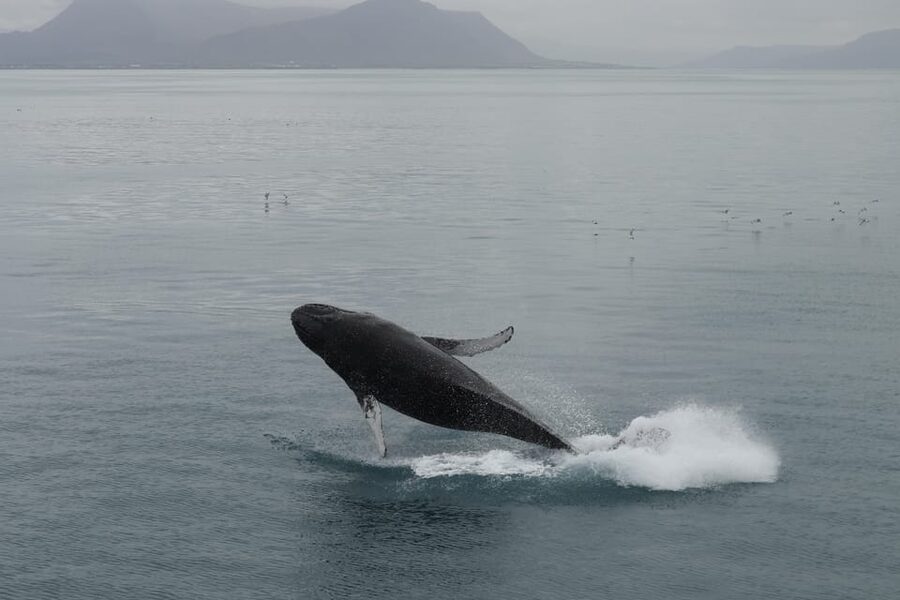 Reykjavik: Whale Watching Morning Expedition - Who will enjoy this morning most?