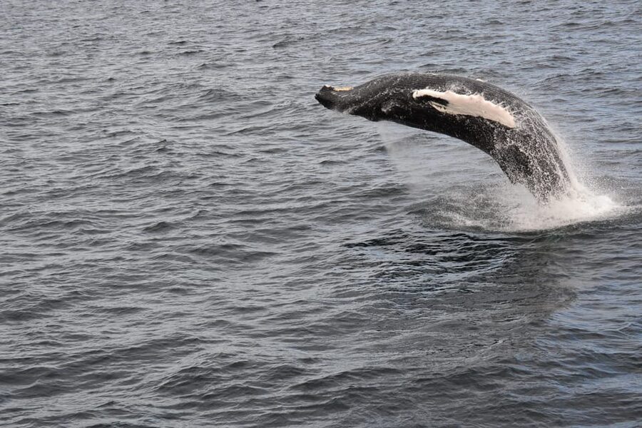 Reykjavik: Whale Watching Morning Expedition - Practical advice for a smoother morning