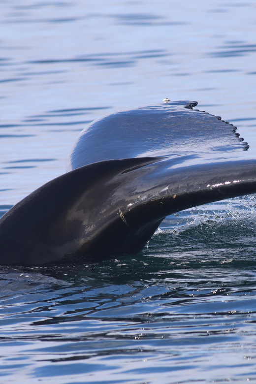 Reykjavik: Whale Watching Morning Expedition - What 2.5 hours on Faxaflói Bay feels like