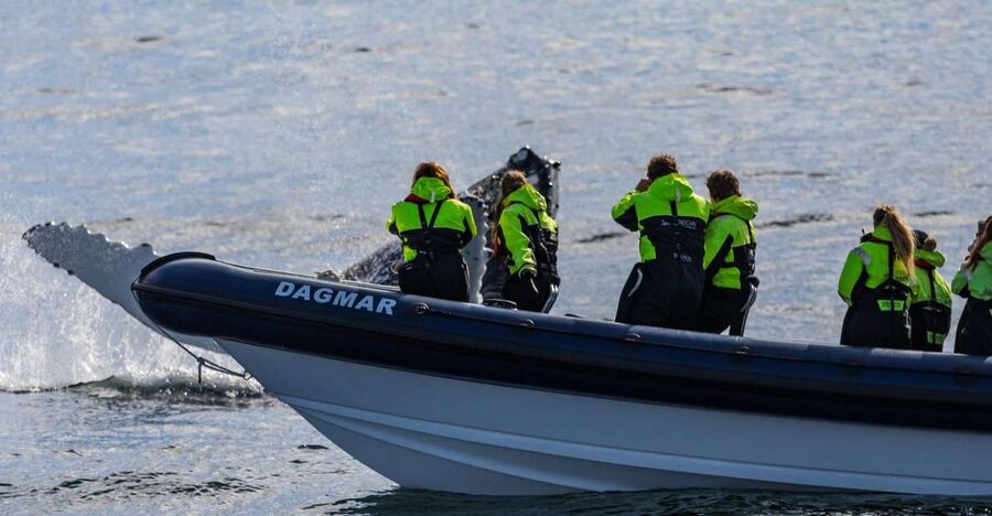 Reykjavik: Whale Watching Tour by RIB Boat - Key points before you book