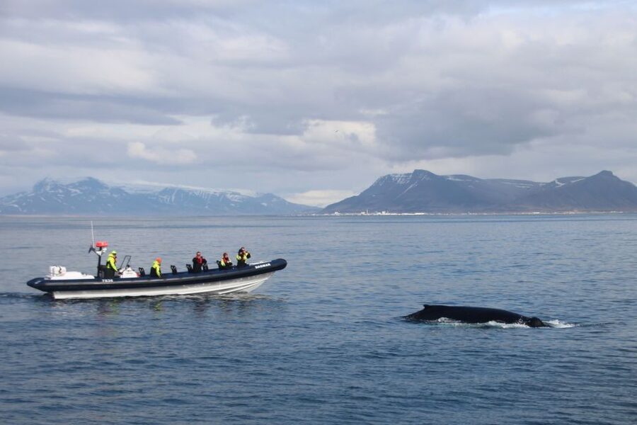 Reykjavik: Whale Watching Tour by RIB Boat - What the RIB changes about whale watching
