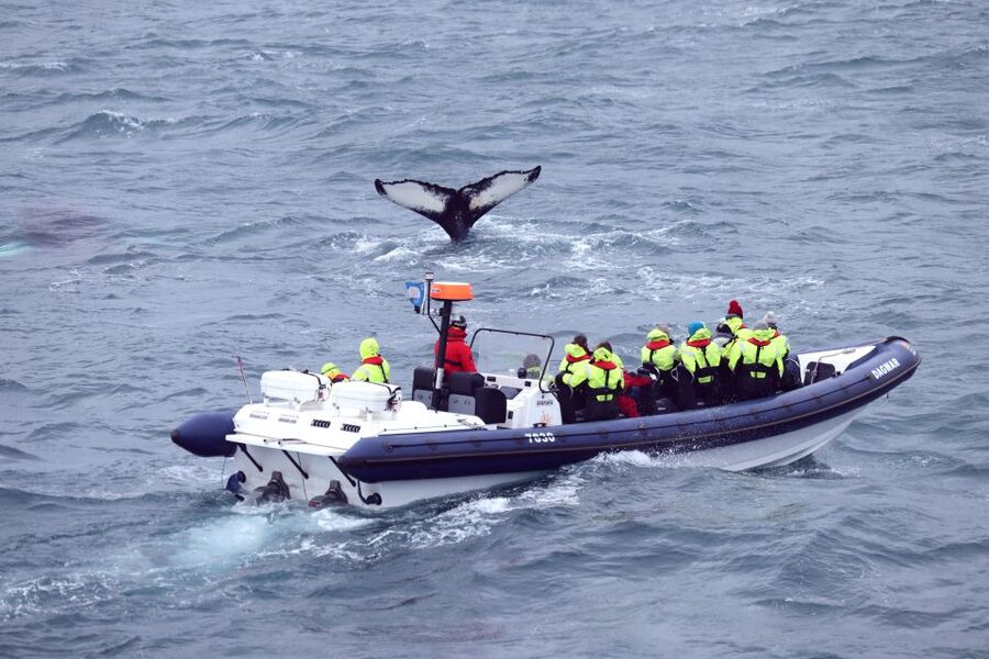 Reykjavik: Whale Watching Tour by RIB Boat - Visiting the Whales of Iceland Museum afterward