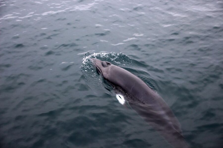 Reykjavik: Whale Watching Tour by RIB Boat - Weather, clothing, and comfort