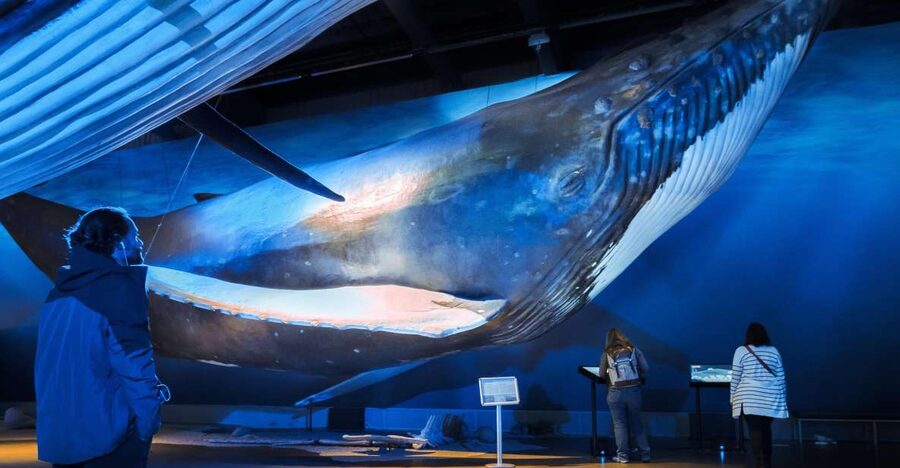 Reykjavik: Whale Watching Tour, Whales of Iceland Exhibition - What you might see on the water