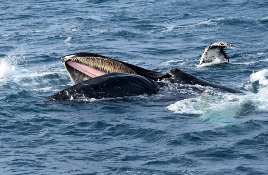 Reykjavik: Whale Watching Tour, Whales of Iceland Exhibition - When to book for the best chance