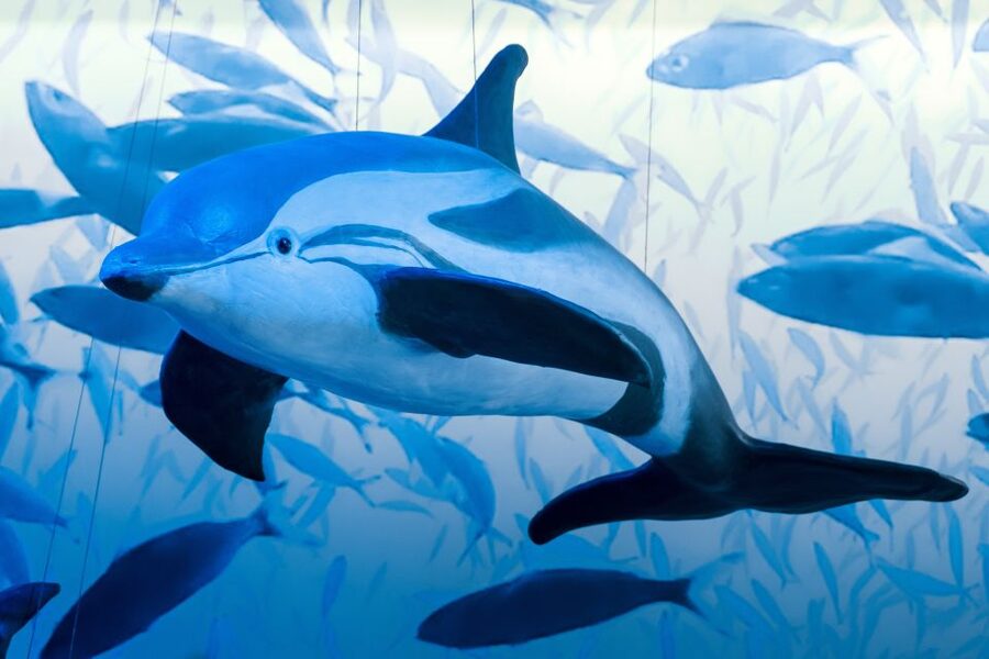 Reykjavik: Whale Watching Tour, Whales of Iceland Exhibition - Is the $123 price good value?