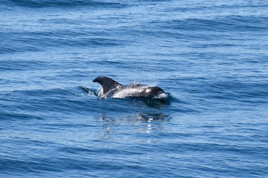 Reykjavik: Whale Watching Tour, Whales of Iceland Exhibition - Who should book this experience?