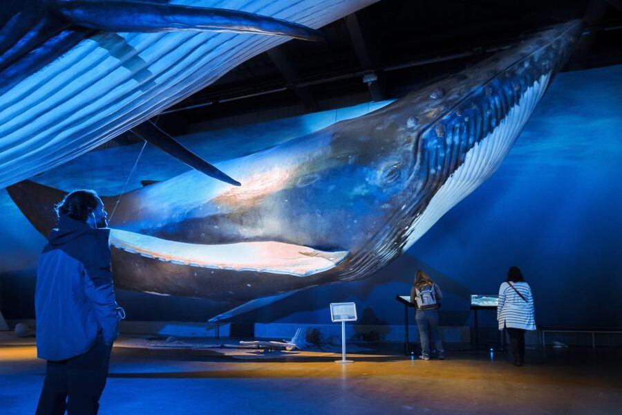 Reykjavik: Whale Watching Tour, Whales of Iceland Exhibition - A large boat, warm gear, and real weather
