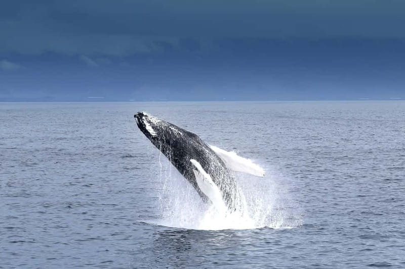 Reykjavik: Whale Watching Tour with Expert Guide - Sailing Out From Reykjavík’s Old Harbour