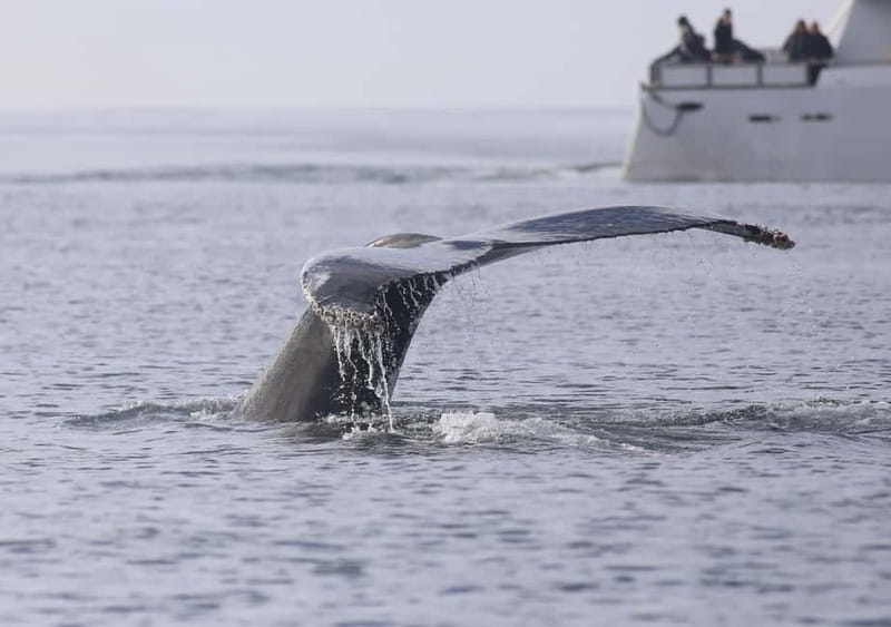 Reykjavik: Whale Watching Tour with Expert Guide - Should You Book the Reykjavík Whale Watching Tour?